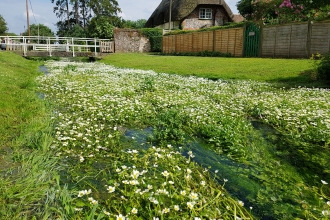 Ranunculus on the River Swift at Hurstbourne Tarrant