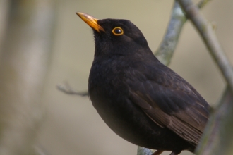 Blackbird © Neil Aldridge