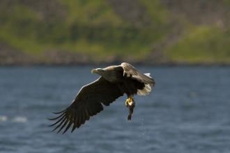 White-tailed sea eagle