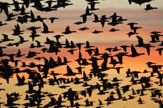 Brent Geese © Terry Whittaker/2020VISION