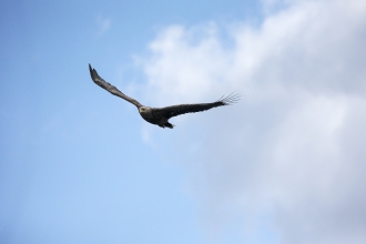 White tailed sea eagle by Mike Read