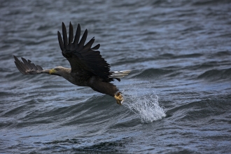 White tailed sea eagle by Mike Read