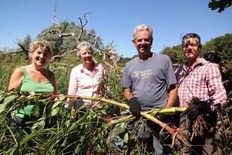 Volunteers pulling Himalayan balsam in August 2018