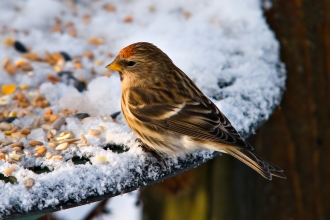 Redpoll © Bob Coyle