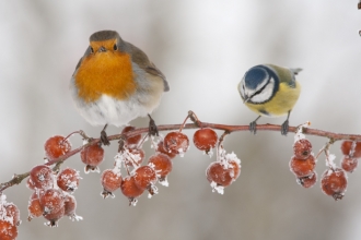 Robin and Blue Tit © Mark Hamblin 2020VISION