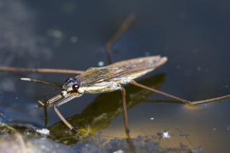 Pond Skater, © John Windust