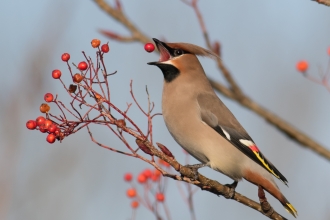 Waxwing by Trevor Codlin