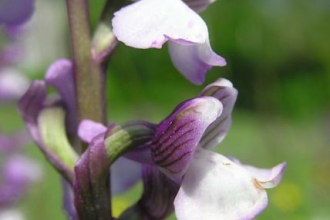 green veined orchid