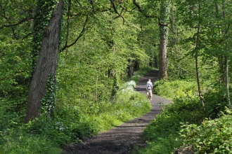 A woodland stroll