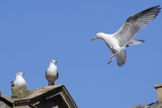 Seagulls © Nick Upton/2020VISION