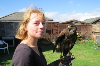 Harris Hawk and Florrie