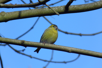 Young Naturalists siskin