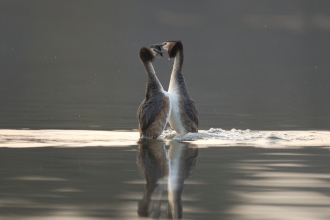 Great Crested Grebes © Andrew Parkinson/2020VISION