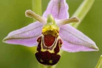 Bee Orchid © Jon Hawkins, Surrey Hills Photography