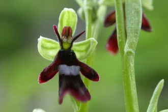 Fly Orchid © Philip Precey