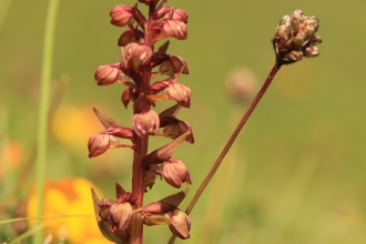 Frog Orchid © Kieron Heston