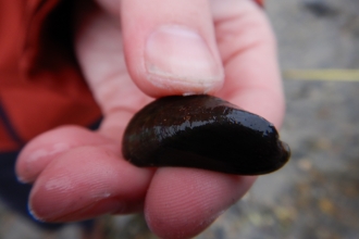 Asian date mussell © Jenny Mallinson