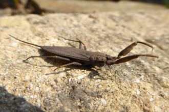 Water scorpion wildlife trust