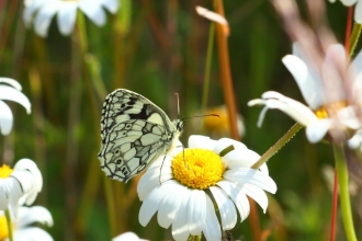Marbled white butterfly © Bob Chapman