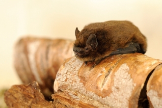 Pipistrelle Bat