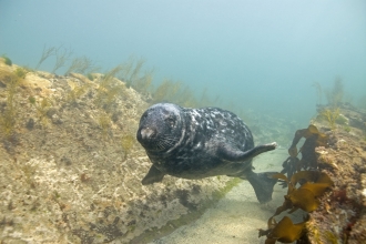 Grey seal © Paul Naylor