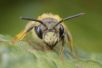 Mining Bee