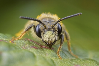 Mining Bee 