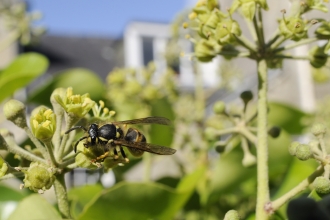Wasp © Nick Upton/2020VISION