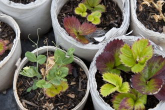 Plant pots © Paul Harris/2020VISION