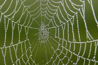 Spider Web, ©Darin Smith