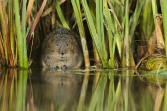 Water Vole by Terry Whittaker_2020VISION