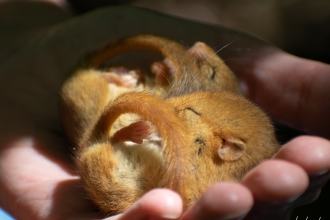 Two torpor dormice in hand