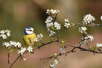 Blue tit by Cathy Anning