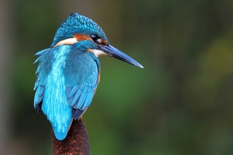 Kingfisher by Garry Prescott