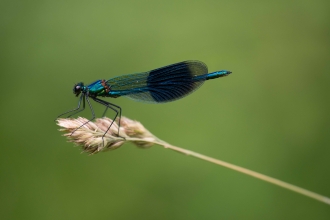 Banded demoiselle © Chris Button