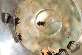 Gilkicker weevils found on a survey