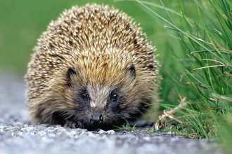 Hedgehog © Darin Smith
