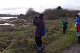 Birdwatching Fareham creek