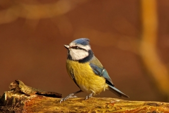 Blue Tit Perched on Log, Blashford Lakes, ©Ian Cameron-Reid