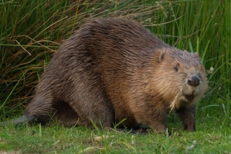 Beaver