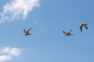 Black-tailed Godwits