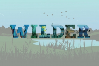 Wilder wetland landscape