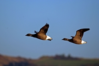 Two Dark-bellied Brent geese captured mid-flight