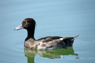 a male tufted duck glides accross fresh lakewater