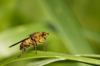 What have insects - yellow dung fly (Vaughn Matthews)