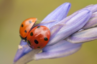 ladybird