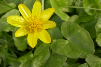 Lesser celandine