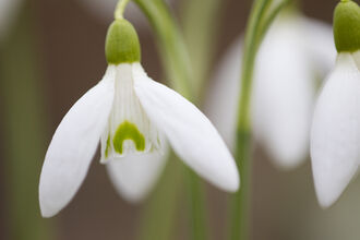 Snowdrop