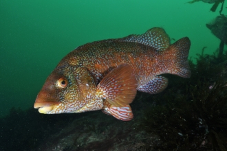 Ballan wrasse © Linda Pitkin/2020VISION