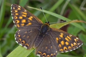 Duke of Burgundy